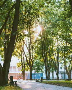 Trees in park