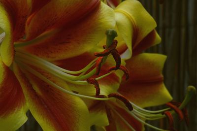 Close-up of yellow lily on plant