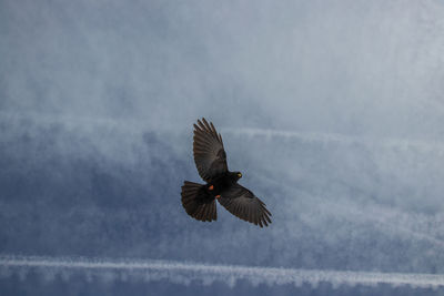 Low angle view of eagle flying against sky