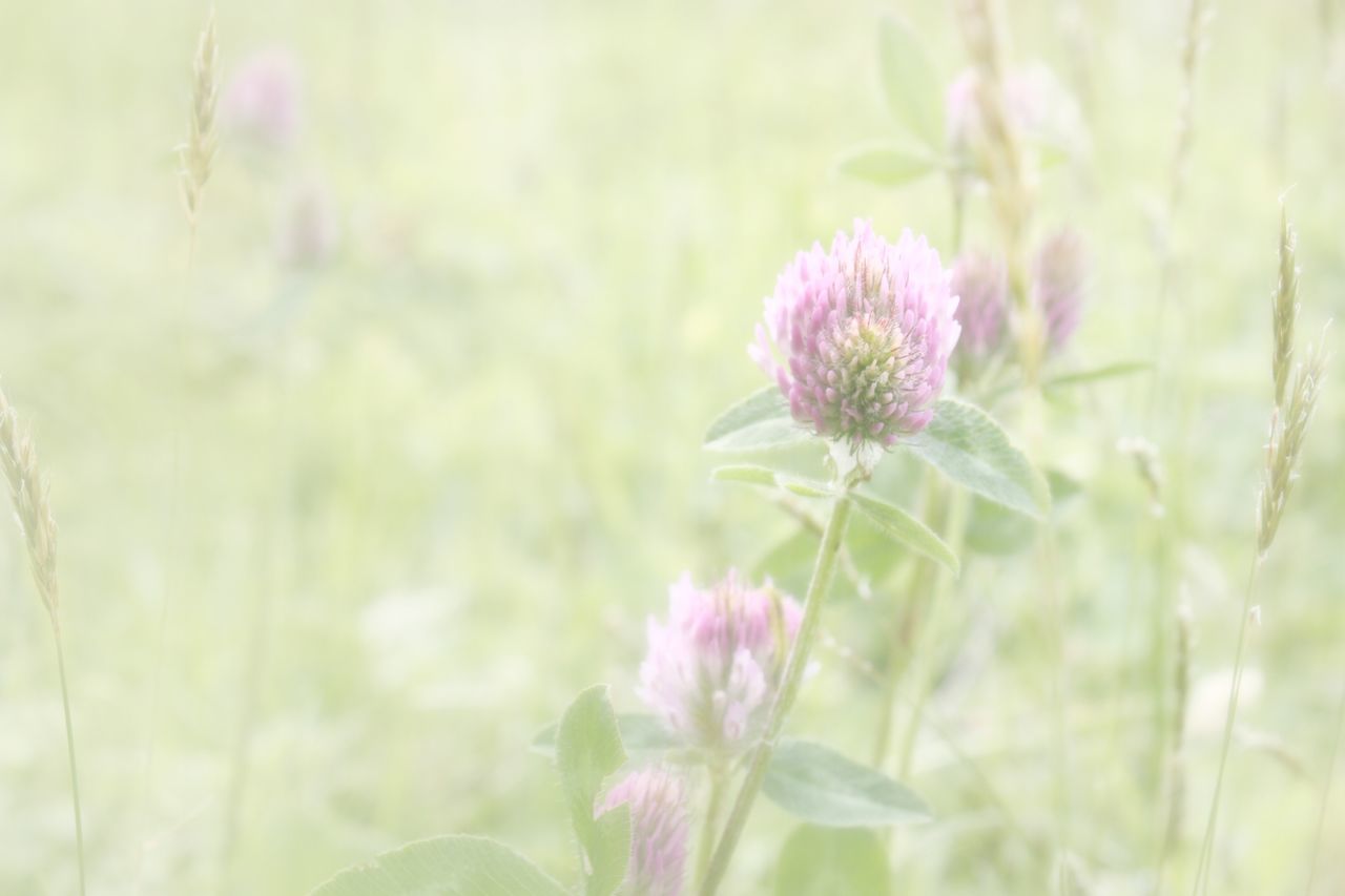 flower, freshness, growth, fragility, beauty in nature, petal, plant, flower head, close-up, nature, focus on foreground, pink color, blooming, stem, in bloom, purple, field, selective focus, bud, botany