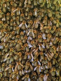 Full frame shot of bee