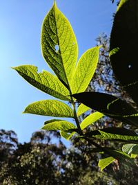 Low angle view of plant against clear sky