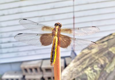 Close-up of dragonfly flying