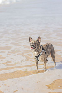 Dog running on beach