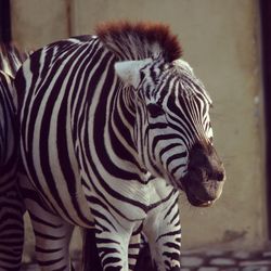 Close-up of zebra