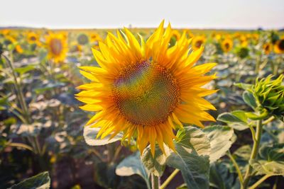 Close-up of sunflower blooming in field