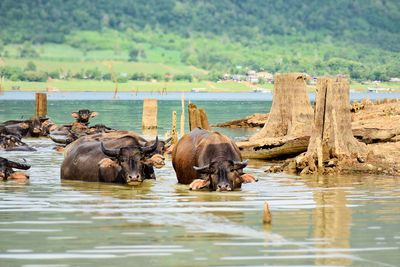 Buffalo herd raised by villagers get into the water and eat seaweed. in srinakarin dam kanchanaburi 