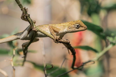 Close-up of a lizard on branch