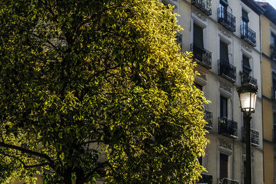 Trees in city