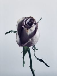 Close-up of rose against white background