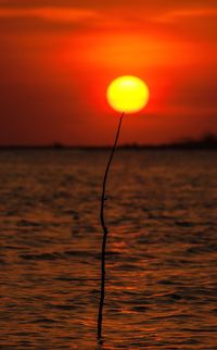 Close-up of silhouette plant against sea during sunset