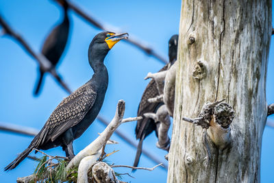 Close-up of birds perching on tree against blue sky