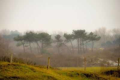 Trees on field against sky