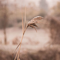 Close-up of wilted plant