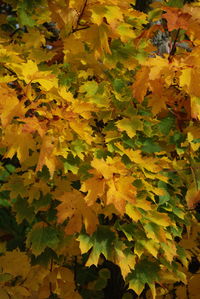 Full frame of leaves on tree