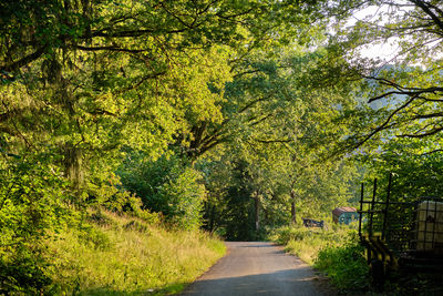 Road amidst trees in forest