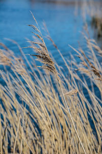 Close-up of stalks in field