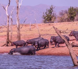 Hippos lake kariba 