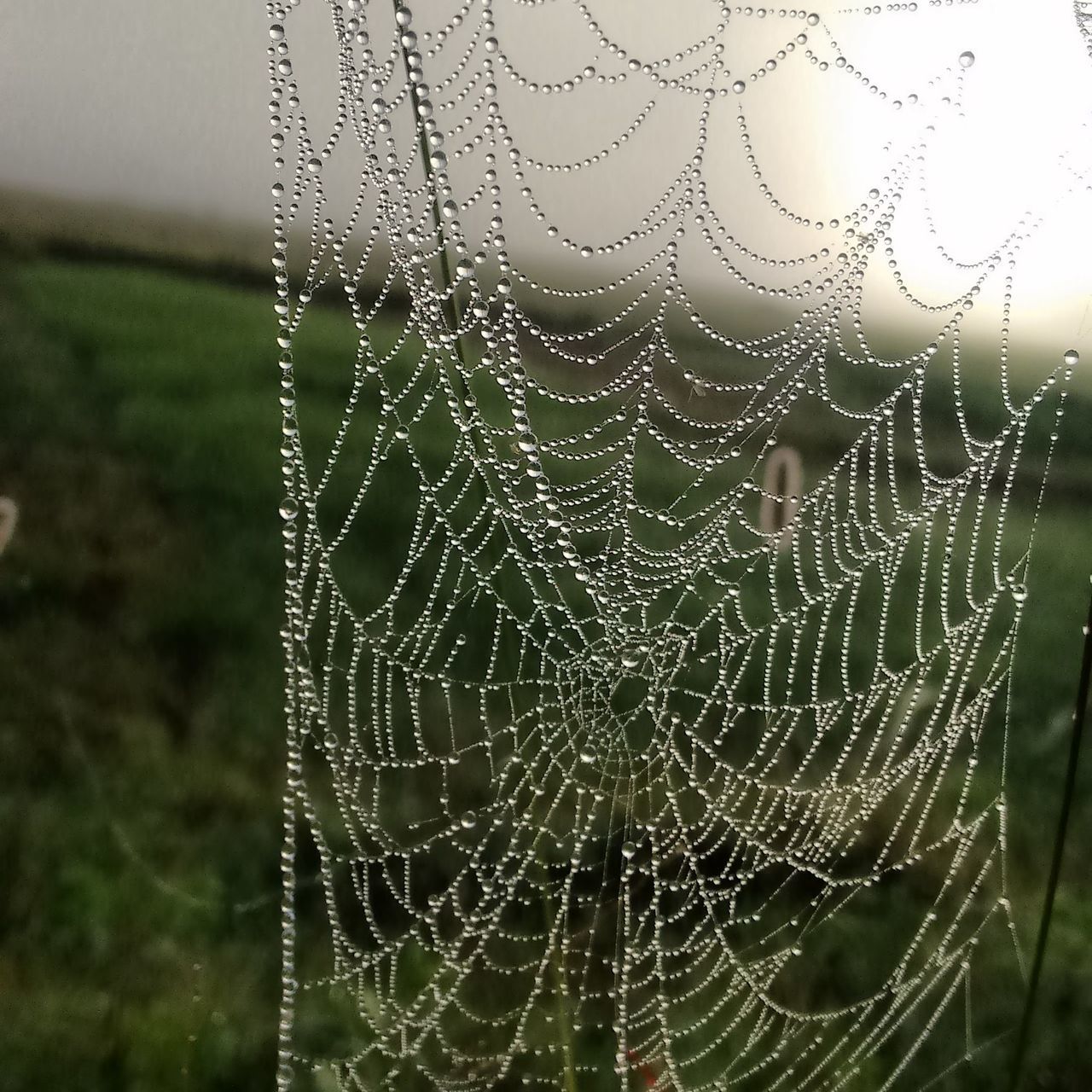 CLOSE-UP OF WATER DROPS ON SPIDER WEB