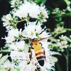 Close-up of insect on flower