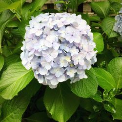 Close-up of hydrangea flowers