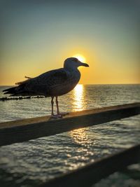 Silhouette bird on beach against sky during sunset