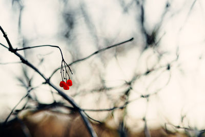 Close-up of red plant