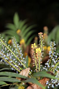 Close-up of flowering plant leaves