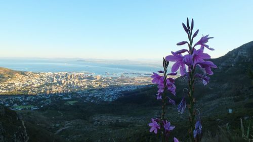 Purple flowers growing in city by sea against clear blue sky