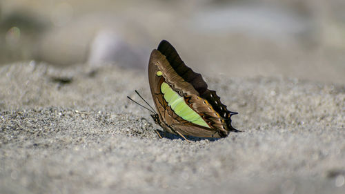 Close-up of fly on land