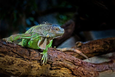 Close-up of lizard