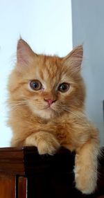 Close-up portrait of a cat against wall