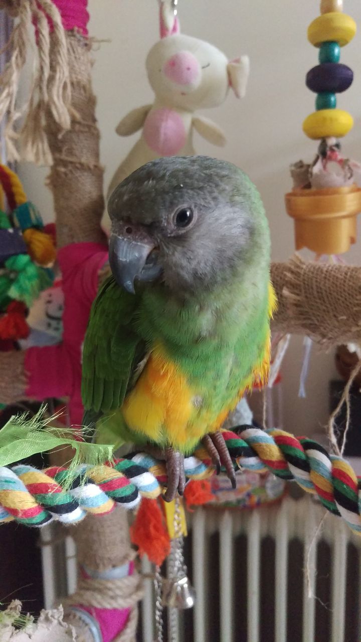CLOSE-UP OF PARROT PERCHING ON SHELF