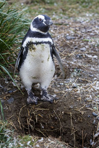 Close-up of penguin outdoors