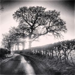 Empty road along trees