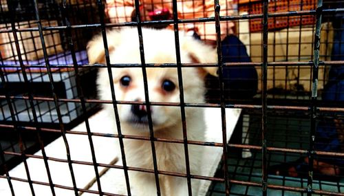 View of cat in cage