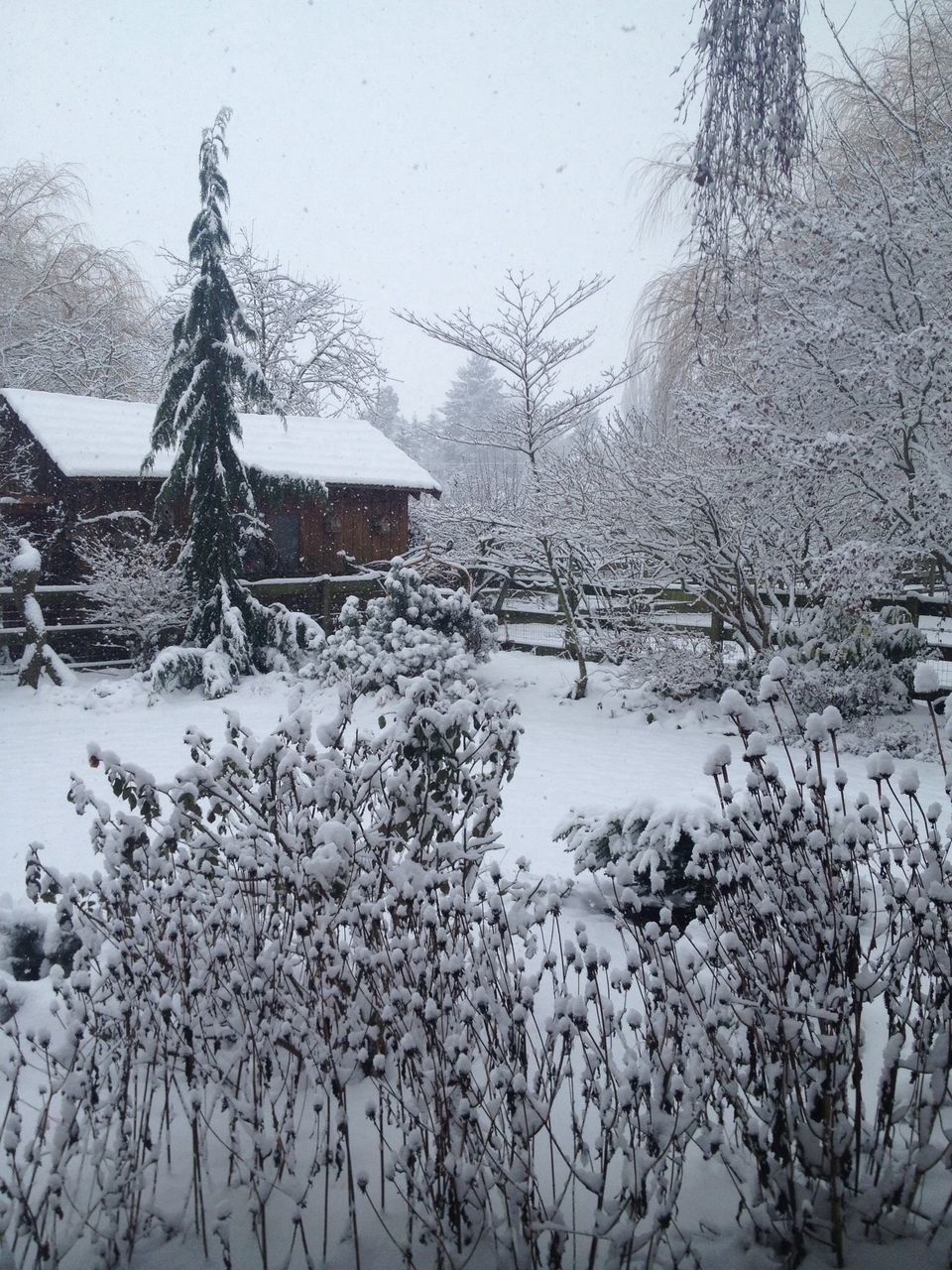 winter, snow, cold temperature, season, weather, tree, bare tree, covering, frozen, building exterior, architecture, built structure, house, branch, nature, covered, tranquility, day, white color, outdoors