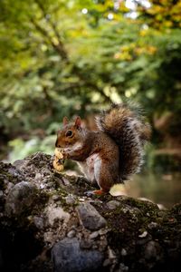 Squirrel on rock