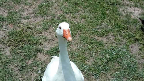 High angle view of bird on field