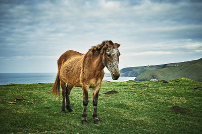 View of a horse on field