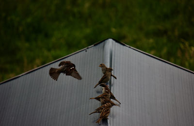 Birds flying in a row