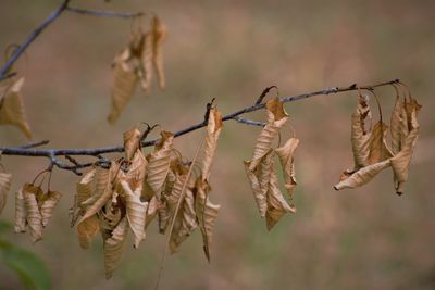 Close-up of dry plant hanging on rope