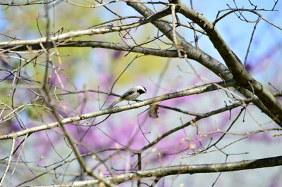 Low angle view of bird perching on branch