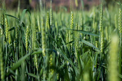 Close-up of crops growing on field