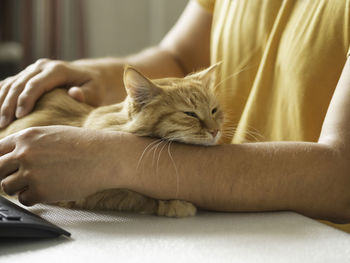 Man in yellow t-shirt strokes cute ginger cat. sleepy fluffy pet purrs with pleasure.domestic animal