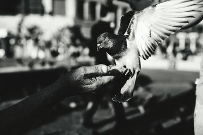 Close-up of hand holding bird