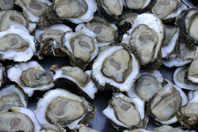 Full frame shot of oysters on kitchen utensil