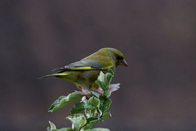 Close-up of bird perching on a plant