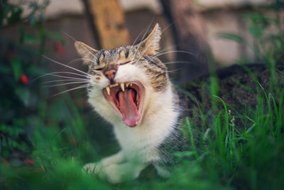 Close-up of cat yawning while sitting on grass