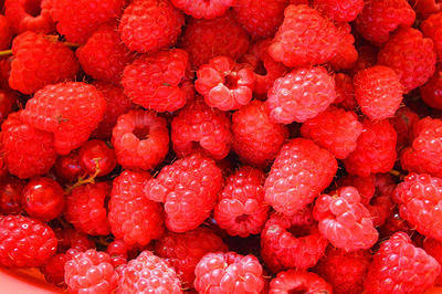 Close up of red raspberry in summer